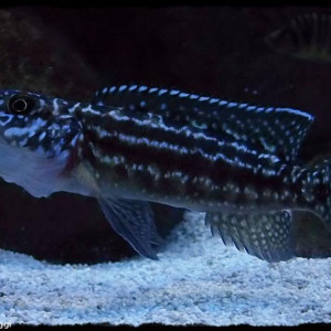 Lepidiolamprologus kendalli