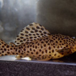 Leporacanthicus heterodon