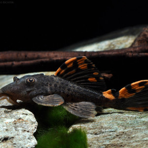 Leporacanthicus triactis