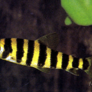 Leporinus affinis