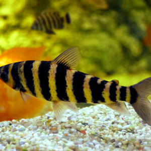 Leporinus octofasciatus