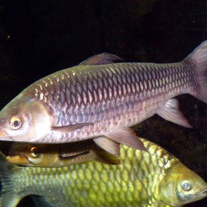 Leptobarbus hoevenii