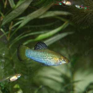 Limia melanonotata