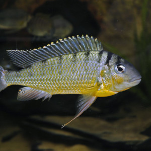 Limnotilapia dardennii