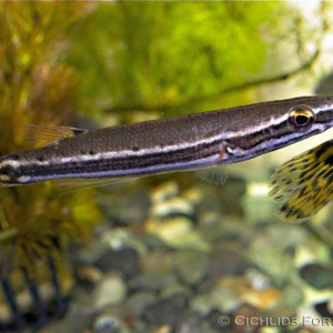 Luciocephalus pulcher