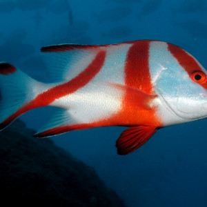 Lutjanus sebae