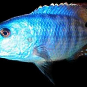 Maravichromis lateristriga