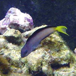 Meiacanthus mossambicus