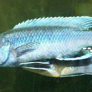 Melanochromis benetos