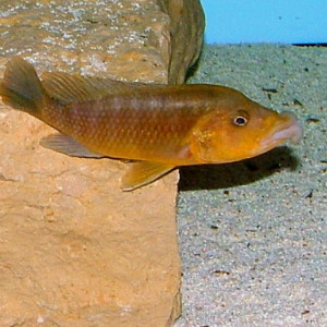 Melanochromis labrosus