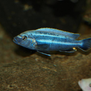 Melanochromis vermivorus
