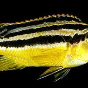 Melanochromis xanthodigma