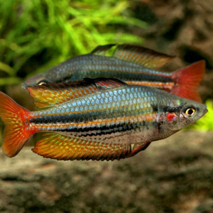 Melanotaenia australis