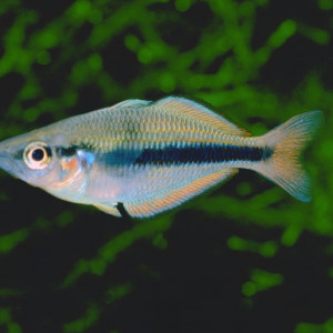 Melanotaenia oktediensis