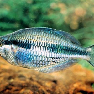 Melanotaenia pierucciae