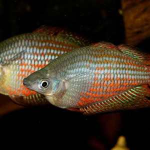 Melanotaenia splendida rubrostriata