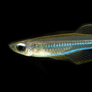 Micropanchax macrophthalmus