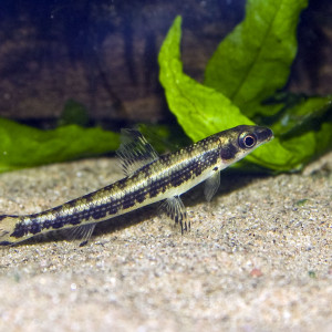 Nannocharax fasciatus