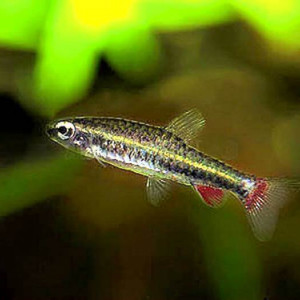 Nannostomus anduzei