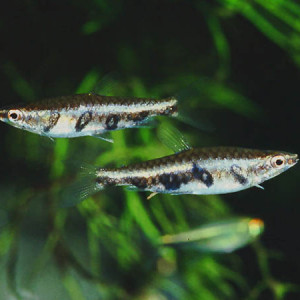 Nannostomus britskii