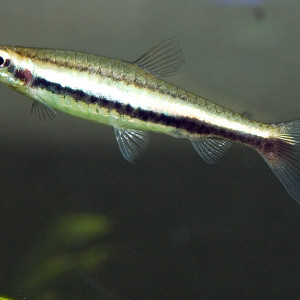 Nannostomus digrammus