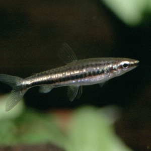 Nannostomus marilynae