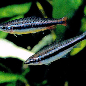 Nannostomus nitidus