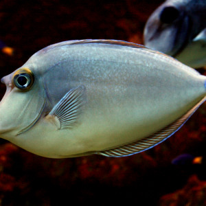 Naso  unicornis