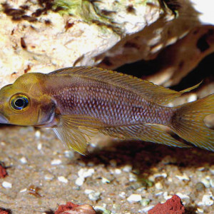 Neolamprologus furcifer