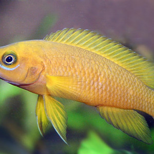 Neolamprologus leleupi