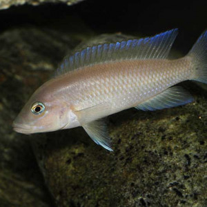 Neolamprologus mondabu
