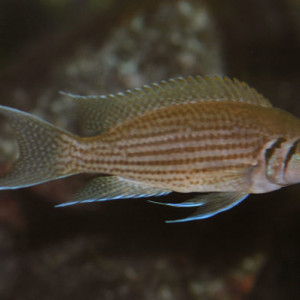 Neolamprologus olivaceous