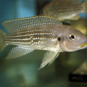 Neolamprologus tetracanthus