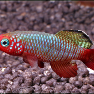 Nothobranchius rubripinnis