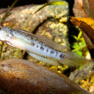Oligolepis acutipennis