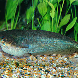 Ompok bimaculatus