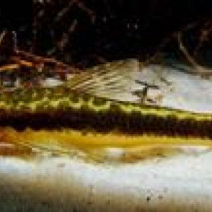 Otocinclus caxarari
