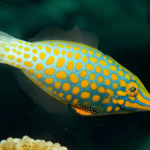 Oxymonacanthus longirostris