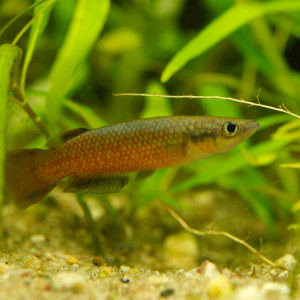 Pachypanchax omalonotus