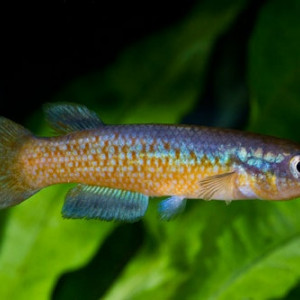 Pachypanchax playfairii