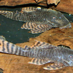Panaqolus changae