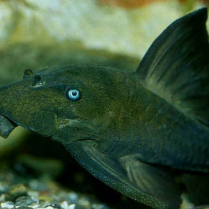 Panaque cochliodon