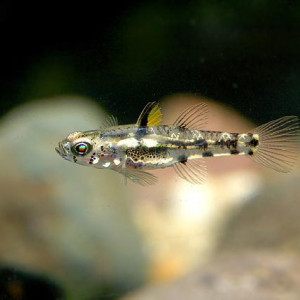 Pandaka pygmaea 