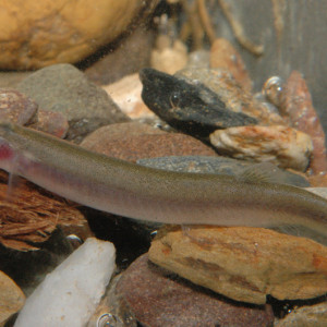 Pangio longimanus