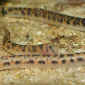 Pangio shelfordii