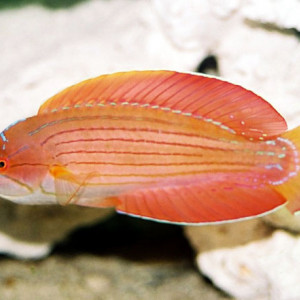Paracheilinus octotaenia