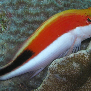 Paracirrhites forsteri