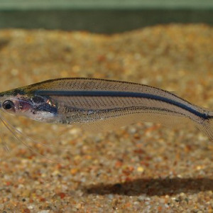 Parailia pellucida