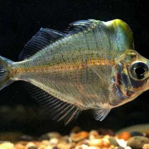 Parambassis pulcinella