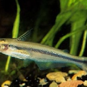 Pareutropius debauwi